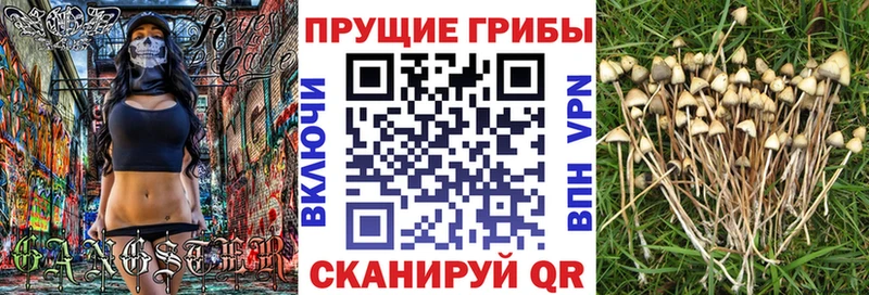 Псилоцибиновые грибы мицелий  как найти закладки  Балей 